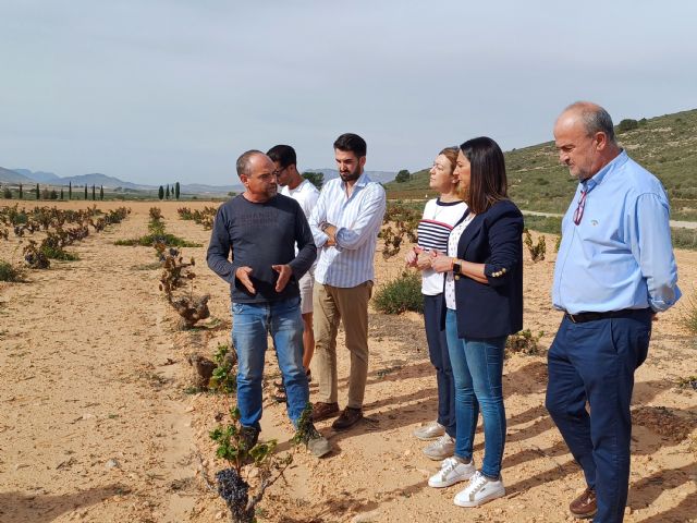 Las tres denominaciones de origen de la Región de Murcia concentran el 72 por ciento de la producción de uva monastrell de toda España - 1, Foto 1