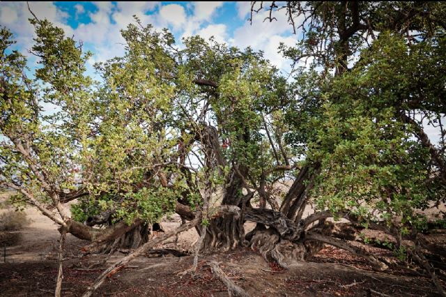 IU-Verdes denuncia el mayor desastre ecológico en los montes públicos de la Región debido a la sequía - 2, Foto 2