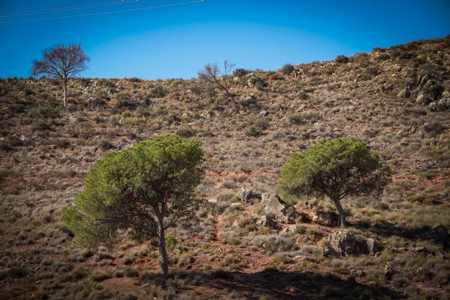 IU-Verdes denuncia el mayor desastre ecológico en los montes públicos de la Región debido a la sequía - 3, Foto 3