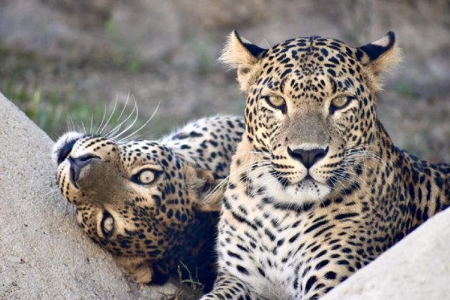Terra Natura Murcia da la bienvenida a Naya y Akira, dos leopardas de Sri Lanka Terra Natura Murcia da la bienvenida a Naya y Akira, dos leopardas de Sri Lanka