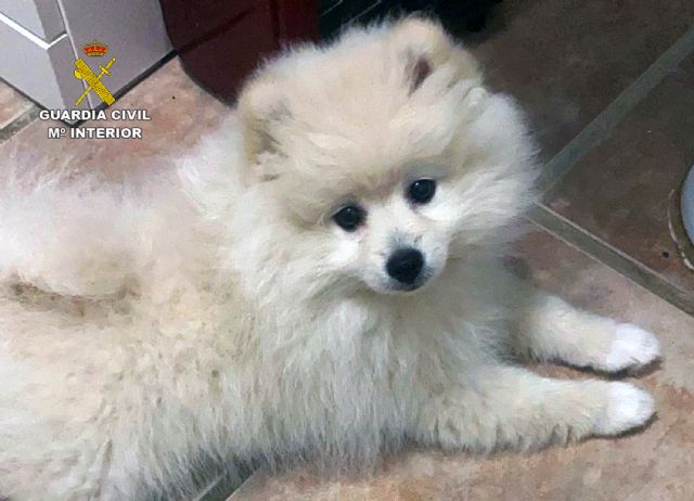 La Guardia Civil localiza en Valencia un cachorro de Pomerania desaparecido en Cabo de Palos-Cartagena - 1, Foto 1