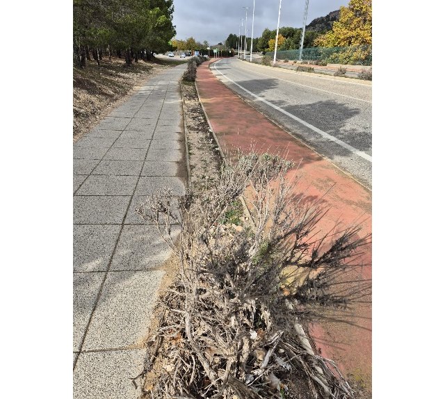 El PSOE denuncia la dejadez en el mantenimiento de los espacios verdes en Yecla - 2, Foto 2