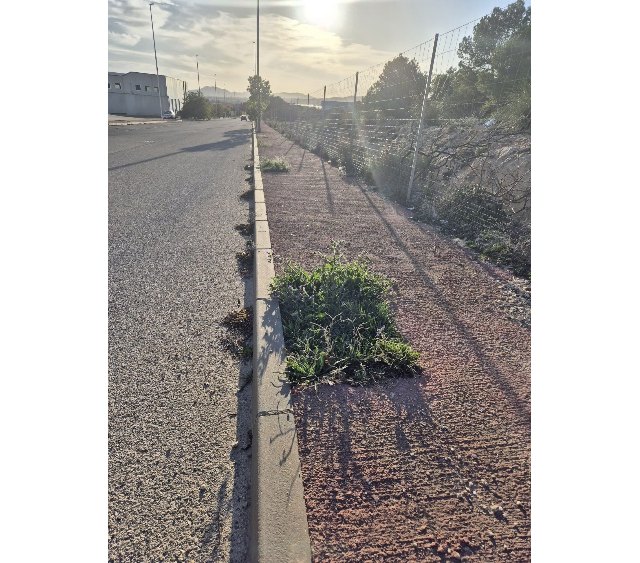 El PSOE denuncia la dejadez en el mantenimiento de los espacios verdes en Yecla - 3, Foto 3