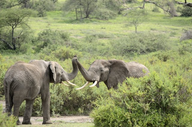 5 consejos para reservar vacaciones éticas con la fauna y flora salvaje - 1, Foto 1