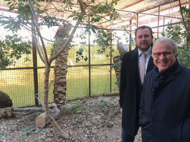 Terra Natura Murcia acoge cuatro buitres leonados procedentes del Centro de Recuperación de Especies de El Valle - 1, Foto 1