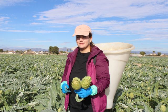 La alcachofa de la Vega Baja lanza 'Historias con corazón', una reivindicación del trabajo en la huerta a través de 3 generaciones - 1, Foto 1