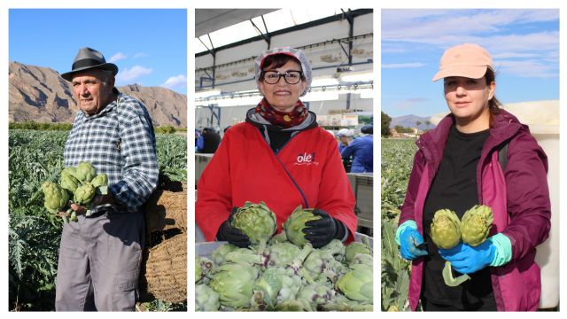 La alcachofa de la Vega Baja lanza 'Historias con corazón', una reivindicación del trabajo en la huerta a través de 3 generaciones - 4, Foto 4