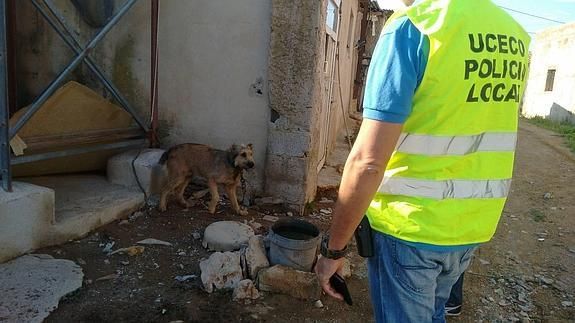 El maltrato y abandono de animales será objeto de un nuevo curso de la ESPAC - 1, Foto 1