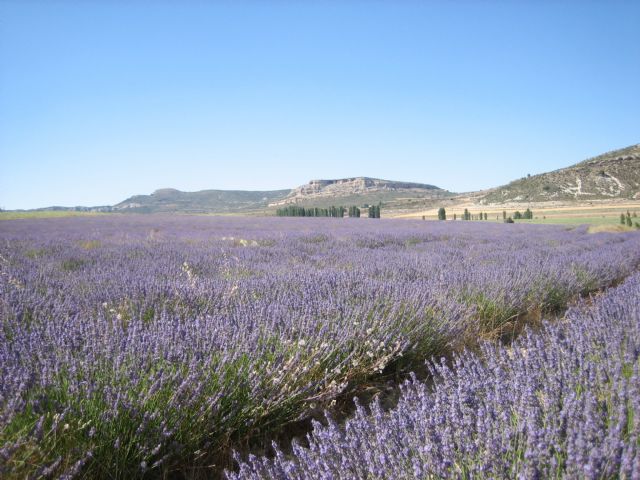 Un estudio del IMIDA determina el alto contenido en ácidos grasos Omega-3 de las semillas de plantas aromáticas cultivadas en la Región - 1, Foto 1