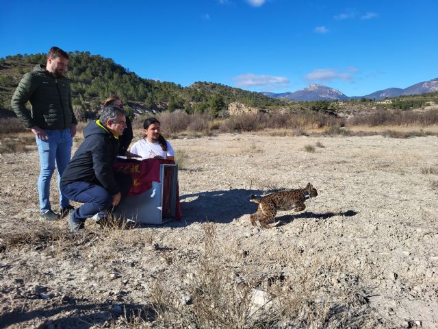 El Gobierno regional libera un octavo ejemplar de lince ibérico en Lorca - 1, Foto 1