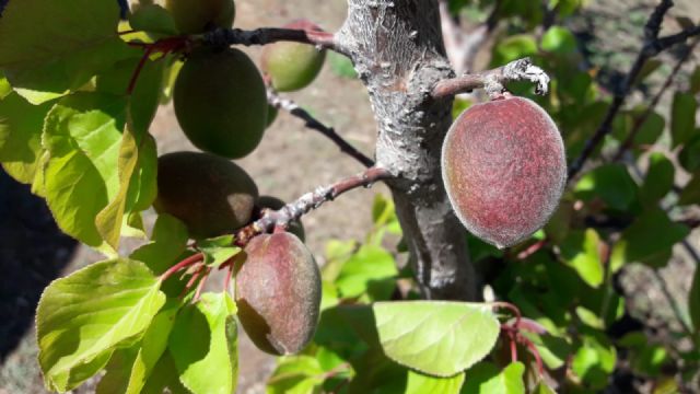 Frutales y almendro son las producciones más afectadas por las heladas y los pedriscos de los últimos días - 1, Foto 1