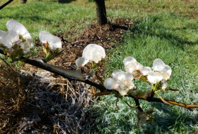 Frutales y almendro son las producciones más afectadas por las heladas y los pedriscos de los últimos días - 2, Foto 2