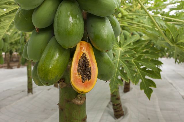 Grupo Durán comercializará de forma pionera frutas tropicales producidas en la Región al resto de Europa - 1, Foto 1