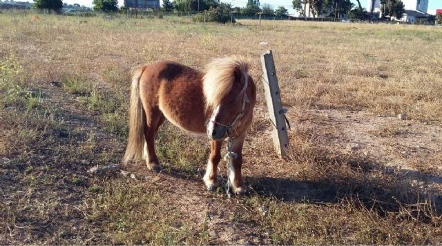 Policia Local de Cartagena rescato este domingo a un poni abandonado en La Palma - 1, Foto 1