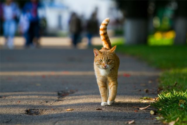 Fundación Affinity presenta una nueva edición de su Estudio Él Nunca Lo Haría con datos de abandono, pérdida y adopción de perros y gatos en España en 2022 - 1, Foto 1