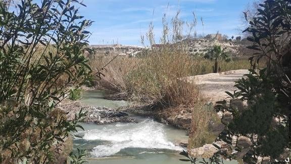 La CHS comienza la campaña de desbroces en el río Segura y en cauces secundarios de la cuenca - 1, Foto 1