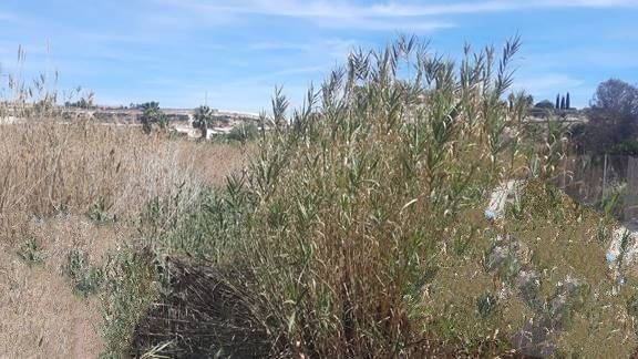 La CHS comienza la campaña de desbroces en el río Segura y en cauces secundarios de la cuenca - 2, Foto 2