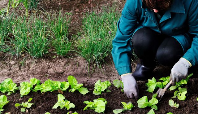 AgritechMurcia muestra en la Jornada 'Agrofuturo 2024' a los jóvenes agricultores de la Región de Murcia la biotecnología de vanguardia que puede hacer posible el relevo generacional - 2, Foto 2