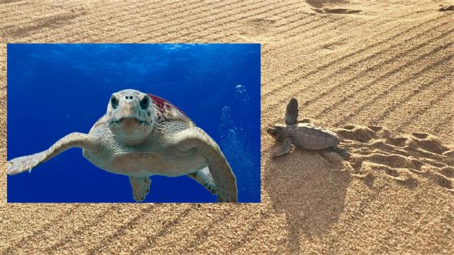 Suelta de tortugas bobas en Mojácar Suelta de tortugas bobas en Mojácar