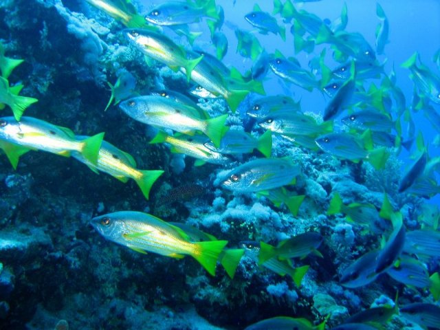 Los océanos como despensa y futuro en el Encuentro de los Mares 2020 - 1, Foto 1