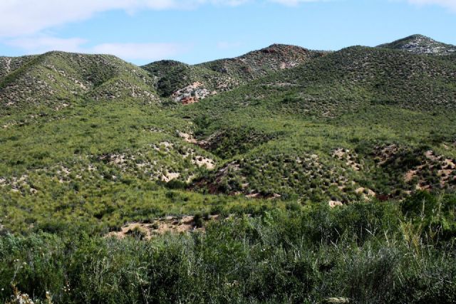 Presentan dos proyectos forestales para implementar el Plan Nacional de Adaptación al Cambio Climático 2021-2030 - 1, Foto 1