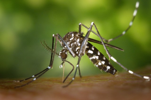 Piden extremar la vigilancia en huertos y balcones para evitar la proliferación del mosquito tigre - 1, Foto 1