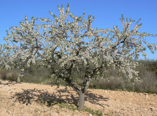 Agricultura analiza la productividad de nuevas variedades de almendro en el Campo de Cartagena como alternativa a otros cultivos - 1, Foto 1