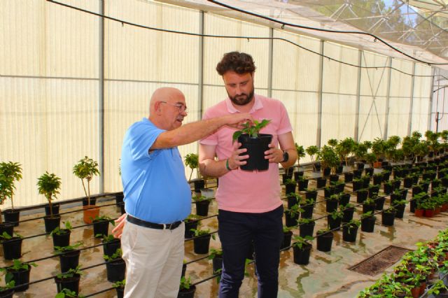 Más de 6.000 'plantones' de Flor de Pascua abarrotan los viveros municipales de Torrecilla - 1, Foto 1