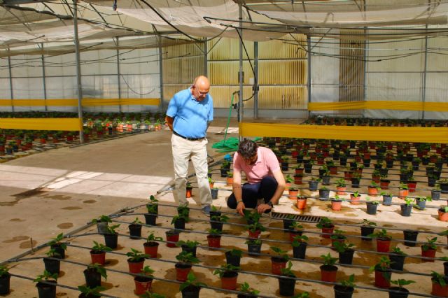 Más de 6.000 'plantones' de Flor de Pascua abarrotan los viveros municipales de Torrecilla - 2, Foto 2