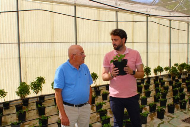 Más de 6.000 'plantones' de Flor de Pascua abarrotan los viveros municipales de Torrecilla - 4, Foto 4