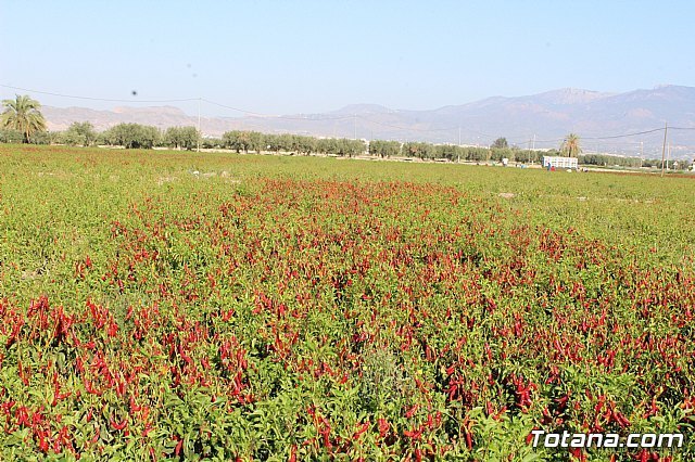 Una agricultura más sostenible e innovadora para responder a las necesidades alimentarias del planeta - 1, Foto 1