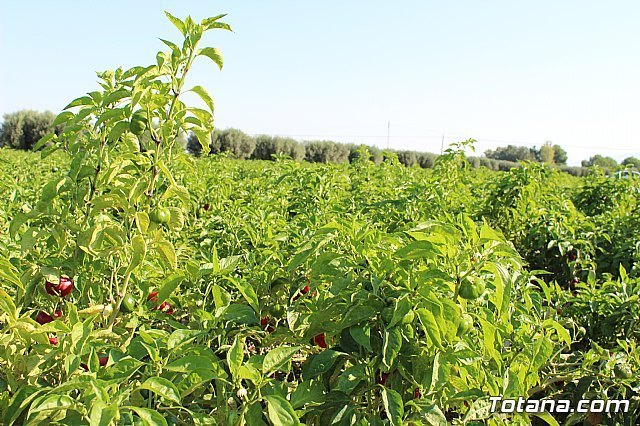 Una agricultura más sostenible e innovadora para responder a las necesidades alimentarias del planeta - 2, Foto 2