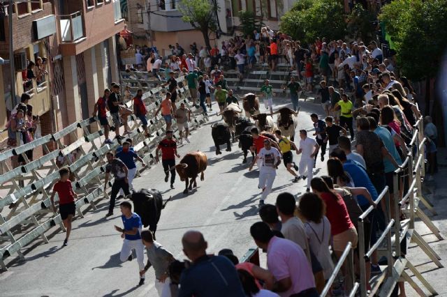 Último encierro con los novillos-toros de Fuente Ymbro de la Feria y Fiestas de Calasparra - 3, Foto 3