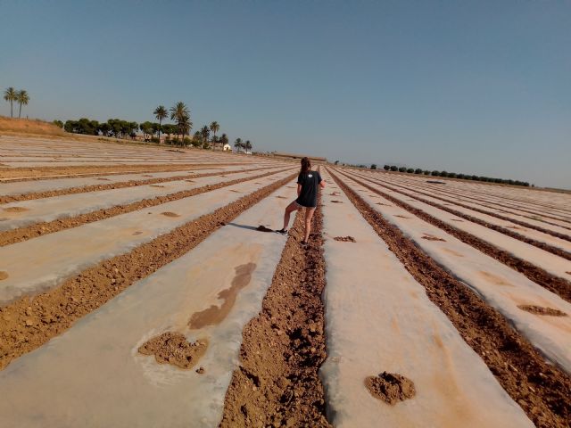 Lechugas y espinacas más grandes y con menos patógenos gracias al compost de residuos agrícolas y de café - 2, Foto 2