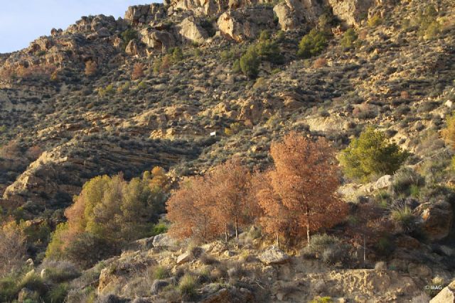 Tala de pinar seco en la sierra de La Muela, Foto 1