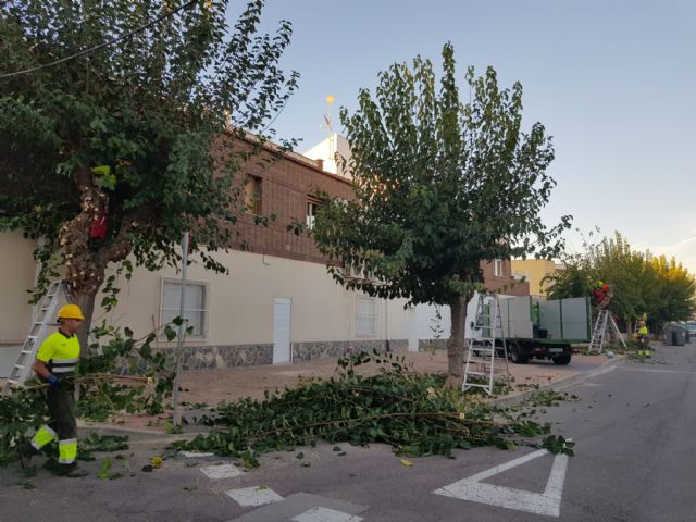 Arranca la poda de cerca de 20.000 moreras en las pedanías y el casco urbano de Murcia - 1, Foto 1