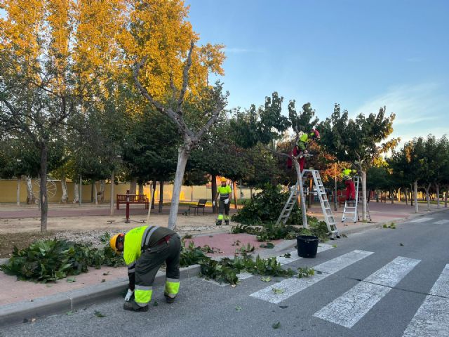 Arranca la poda de cerca de 20.000 moreras en las pedanías y el casco urbano de Murcia - 3, Foto 3