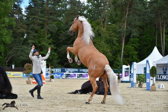 El reconocido domador de caballos en libertad Santi Serra llega a Caravaca este sábado con su sorprendente espectáculo ´Volando libre´ - 2, Foto 2