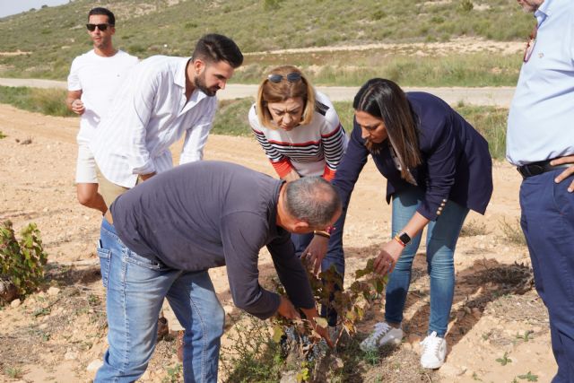 La vendimia encara su recta final con una producción regional cercana a las 53.000 toneladas - 1, Foto 1