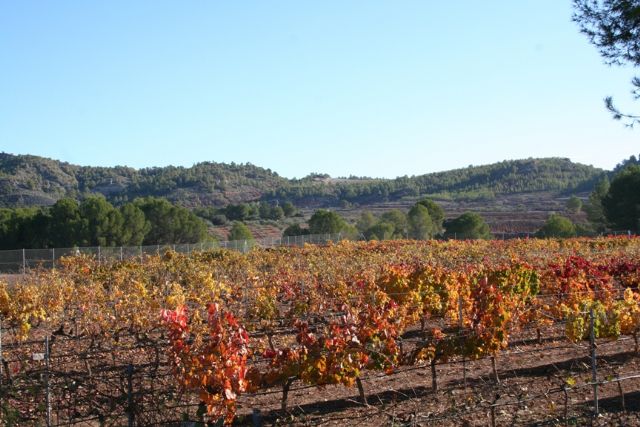 El IMIDA realizará los exámenes técnicos de identificación varietal y patrones de vid necesarios para el registro de variedades - 1, Foto 1