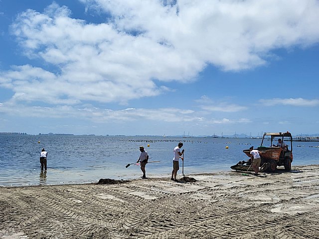 El Gobierno regional adjudica por 13,2 millones la retirada de biomasa en el Mar Menor - 1, Foto 1