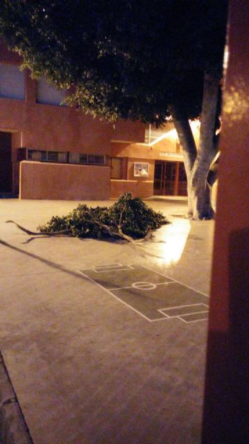 Cs de Santa María de Gracia advierte de que la falta de mantenimiento del arbolado está provocando caídas de ramas en la zona - 3, Foto 3