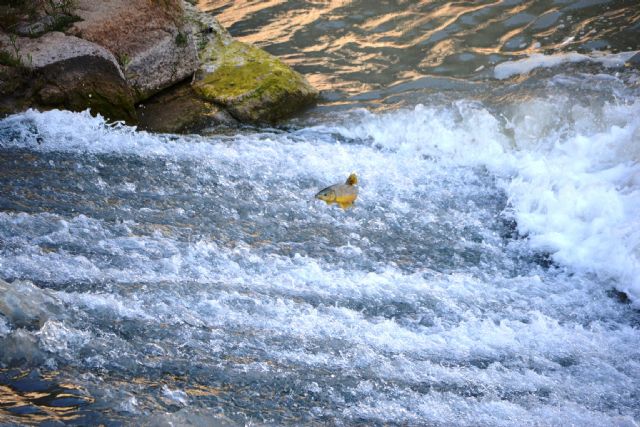 El proyecto LIFE+ Segura Riverlink aporta dos artículos científicos al número de 2016 de la revista 'Fishes in Mediterranean Environments' - 2, Foto 2