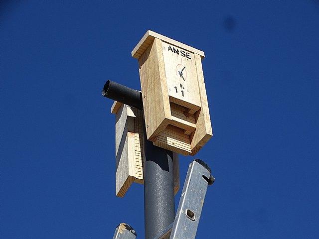 Colocación de cajas de murciélagos en el corredor fluvial Murcia Contraparada - 1, Foto 1