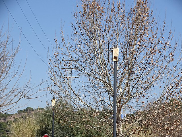 Colocación de cajas de murciélagos en el corredor fluvial Murcia Contraparada - 3, Foto 3