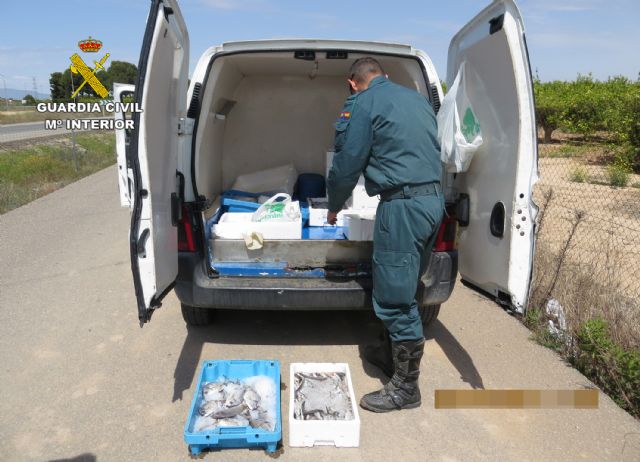 La Guardia Civil inmoviliza 165 kilos de pescado en San Pedro del Pinatar y Torre Pacheco - 3, Foto 3