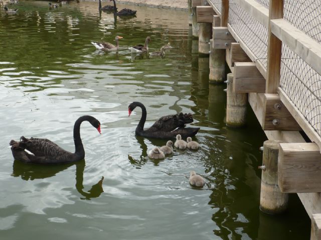 Terra Natura Murcia celebra al Día Mundial de las Aves Migratorias - 1, Foto 1