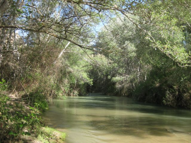 Medio Ambiente aporta especies autóctonas para repoblar los márgenes del río Segura y favorecer la colonización del bosque de ribera - 1, Foto 1