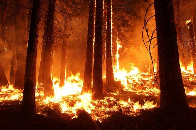 Los accidentes de trabajo con baja en el sector forestal se han disparado un 70,8% en los últimos 8 años - 1, Foto 1