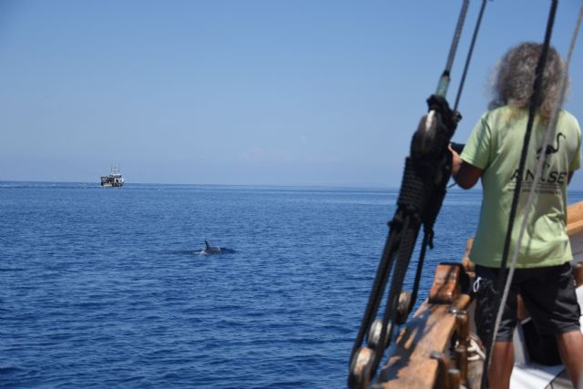 Avistamiento de delfín mular siguiendo la estela de un barco de arrastre, desde el velero Else (A. Morata/ANSE), Foto 4